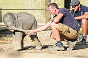 Augang Elefantenbaby (Foto: Ingrdi Grossmann)